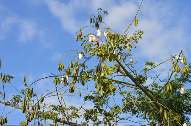 piece of Silk Floss Tree agaibst blue sky - Photo, Image