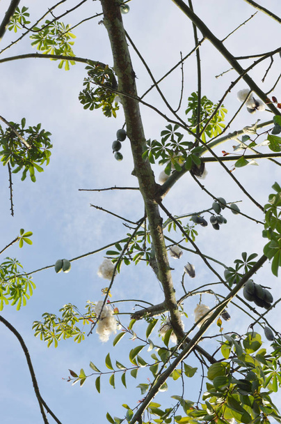 piece of Silk Floss Tree agaibst blue sky - Photo, Image