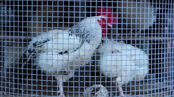 Κοτόπουλο πουλί στο κλουβί - Πλάνα, βίντεο
