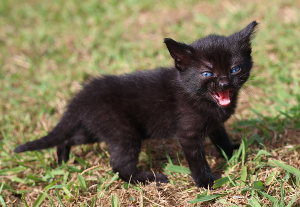 Mały czarny kotek spaceru w trawie i miauczenie - Zdjęcie, obraz