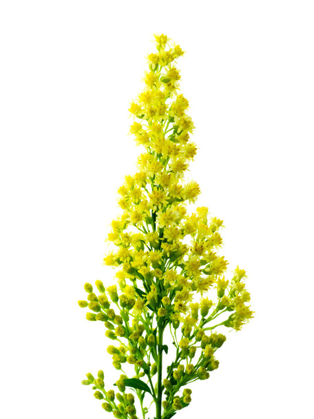Solidago canadensis flower - Photo, Image