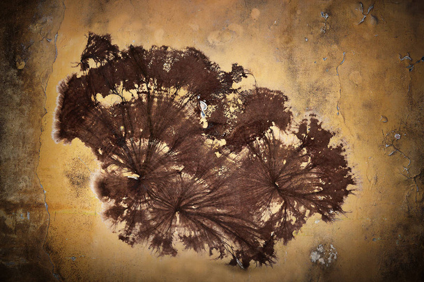 kellarin sienirihmasto seinällä
 - Valokuva, kuva