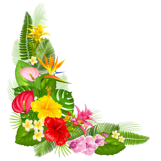 Desenho de canto tropical
 - Vetor, Imagem