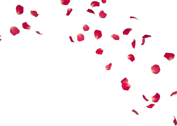 赤いバラの花びらは、円で飛ぶ。あなたの写真やテキストのセンター フリー スペース。孤立した白い背景 - 写真・画像