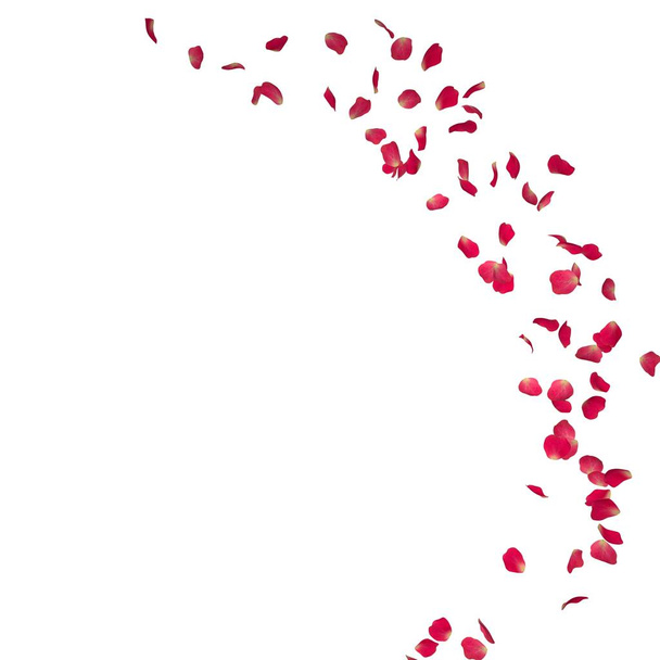 Лепестки красной розы летают по кругу. Центр свободного места для Ваших фотографий или текста. Изолированный белый фон
 - Фото, изображение