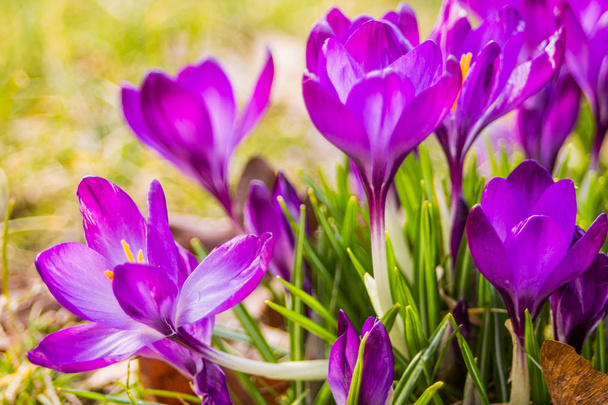 Crocus, crochi plurali o croci è un genere di piante da fiore della famiglia delle iris. Un solo croco, un mucchio di crochi, un prato pieno di crochi, crochi da primo piano - Foto, immagini