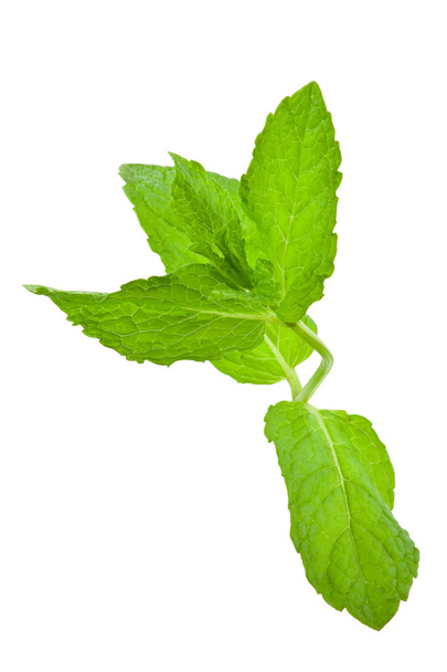 Mint leaves - Foto, Bild