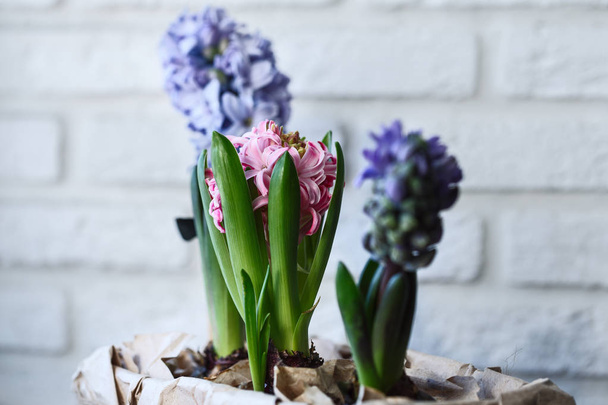 young colored hyacinths in a box - 写真・画像