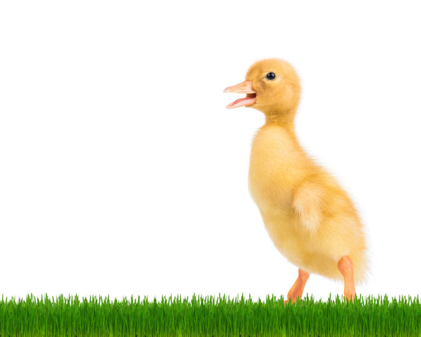Mignon nouveau-né canard
 - Photo, image