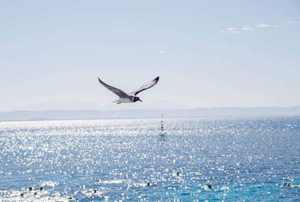 flying bird at sun lighted marine landscape with distant rocks - Photo, image