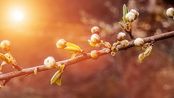 branche de cerisier avec bourgeons, coucher de soleil printanier ou aube
 - Photo, image