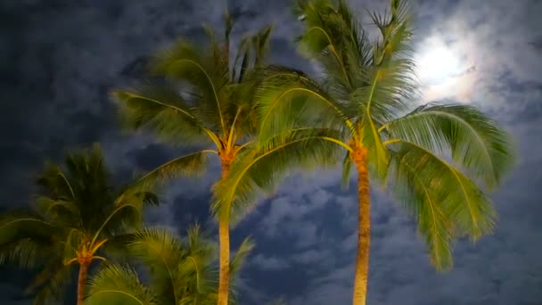Kultainen vihreä kookos palmuja heiluva oksat tuulessa
 - Materiaali, video