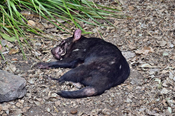Diabo selvagem da tasmânia
  - Foto, Imagem