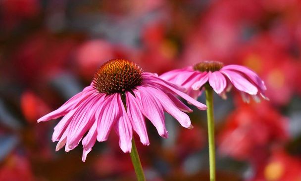 Close up of a beautiful pink coneflower blossoms - Photo, Image