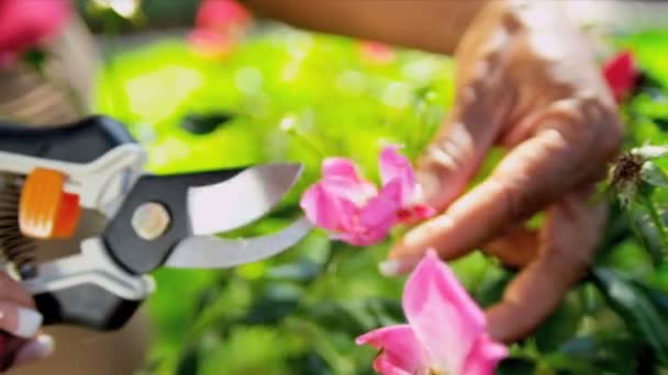 Kädet vain etninen pari Leikkaaminen kukkia
 - Materiaali, video