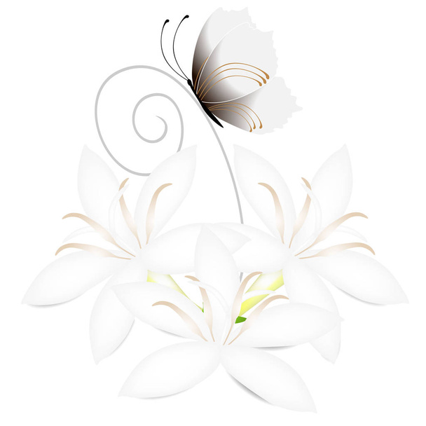 weiße Blumen von Kaffeebaum mit Schmetterling isoliert auf weißem Hintergrund. - Vektor, Bild