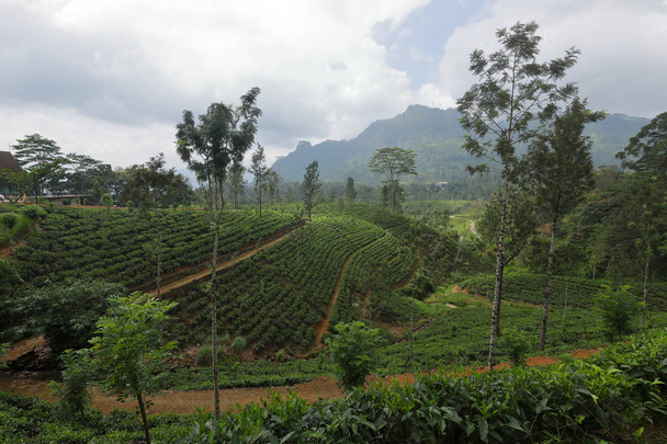 Arbustos de té y plantaciones de té en Sri Lanka
 - Foto, Imagen