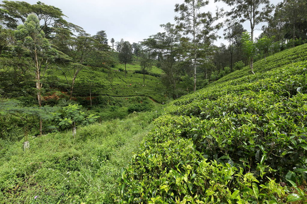 Teebüsche und Teeplantagen in Sri Lanka - Foto, Bild