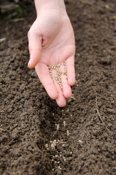 hand sowing seeds in row - Photo, Image