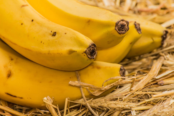 Le banane biologiche latine musa, sono salutari per tutte le persone che contengono vitamina B-6, manganese, vitamina C, rame, fibra, potassio. Frutti di banana su fondo di paglia naturale
 - Foto, immagini