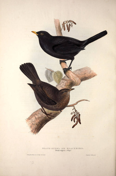 Illustration eines Vogels. die vögel Europas. - Foto, Bild