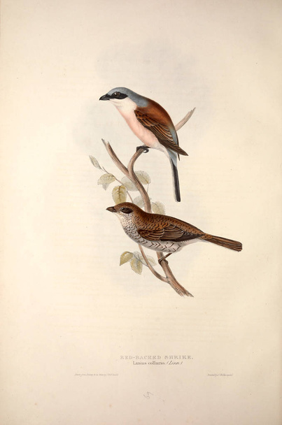 Illustration of a bird. The birds of Europe. - Photo, Image