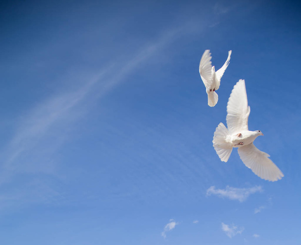 Mavi gökyüzüne karşı beyaz güvercinler - Fotoğraf, Görsel