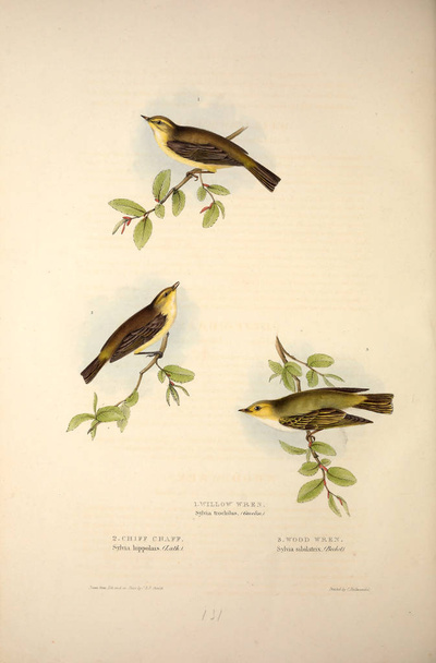 Ilustración de un ave. Las aves de Europa
. - Foto, Imagen