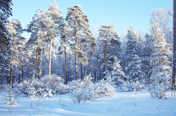 winter forest - Valokuva, kuva