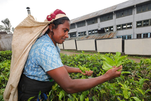 Srí Lanka-i tea picker - Fotó, kép