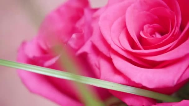 Güzel çiçekleri kırmızı gül. Buket çiçek yakın çekim - Video, Çekim