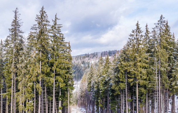 Fichtenwald in den Karpaten. Winterurlaub in den Karpaten - Foto, Bild