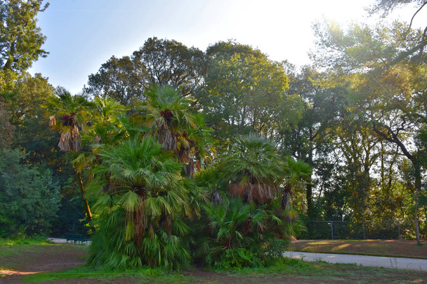 Włochy, Neapol, publicznego parku Villa Floridiana. Kręte ścieżki i gaje zacienionych typowy włoski ogród. 150 gatunków roślin w tym dęby, sosny, platany, palmy, powiedzieć Trei Bossier, kamelii. - Zdjęcie, obraz