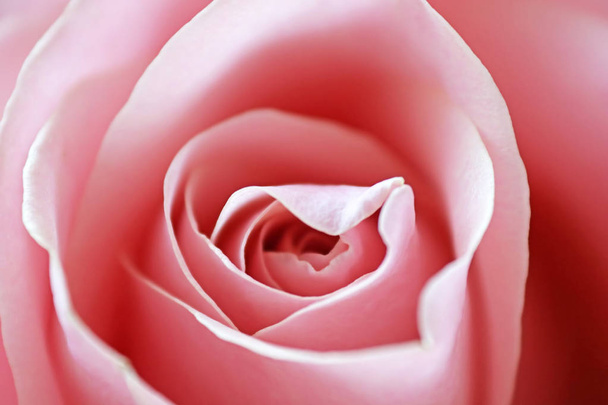 Close up view of a beautiful pink rose. Macro image of pink rose - Photo, Image