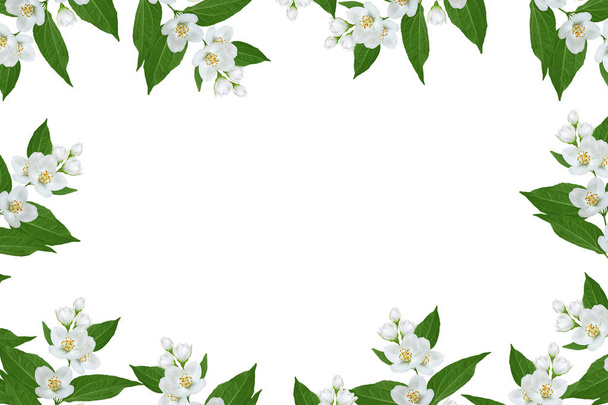 branch of jasmine flowers isolated on white background.  - Fotoğraf, Görsel
