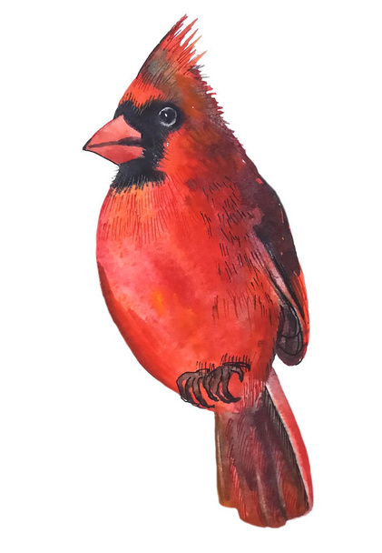 bird red cardinal bright beautiful with a black stain on his face and a tuft on his head, watercolor painting - Zdjęcie, obraz