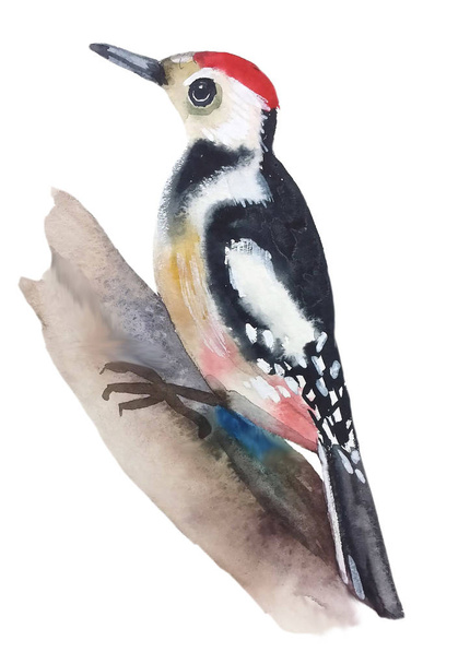 bird woodpecker bright beautiful with a red spot on his head, black and white body and a colorful wing, watercolor painting - Photo, Image
