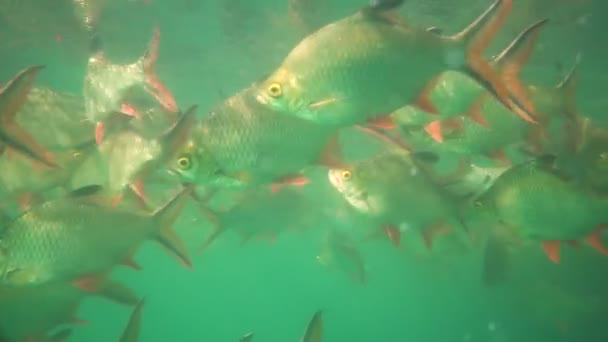 Нильская тилапия в пруду (Oreochromis niloticus) в плотине Ратарафа в национальном парке Кхао Сок, провинция Сурат Тани, Таиланд - видео в замедленной съемке
 - Кадры, видео