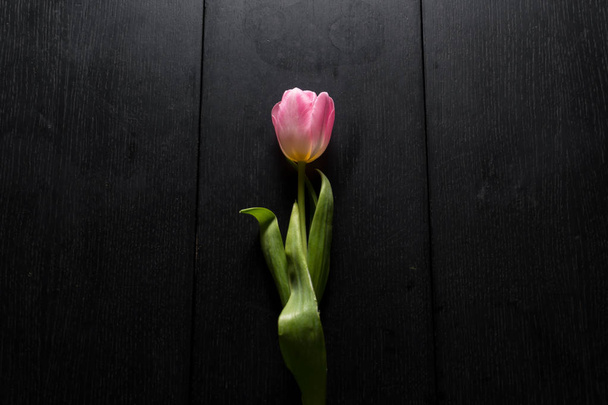 Fronteira de flores de tulipas rosa brilhantes em fundo de madeira preta
. - Foto, Imagem