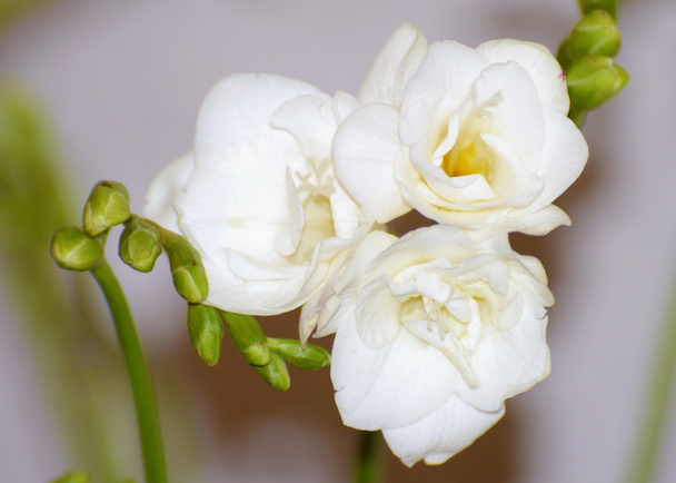 Beyaz Frezya - bahar çiçekleri. - Fotoğraf, Görsel
