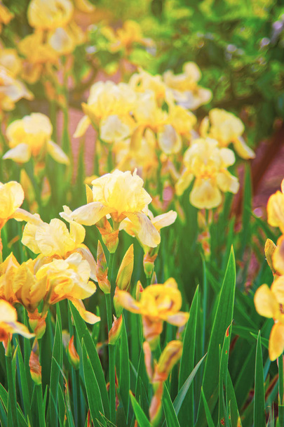 Iris amarillo en huerta en primavera Audley
 - Foto, Imagen