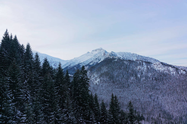 Metsä Kasprowy Wierch Zakopane Tatra Mountains Puola
 - Valokuva, kuva