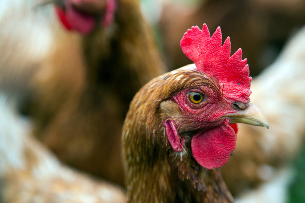 αγρόκτημα κοτόπουλου - Φωτογραφία, εικόνα