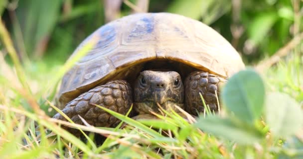 Turtle Testudo hermanni eats watermelon and green leaves, cute endangered animal, tropical wildlife eating fruit close up - Footage, Video