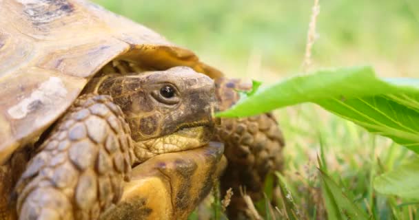 Schildkröte testudo hermanni frisst Wassermelone und grüne Blätter, niedliches gefährdetes Tier, tropische Tierwelt isst Früchte aus nächster Nähe - Filmmaterial, Video
