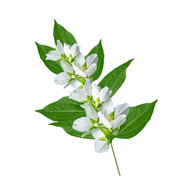 branch of jasmine flowers  - Photo, Image