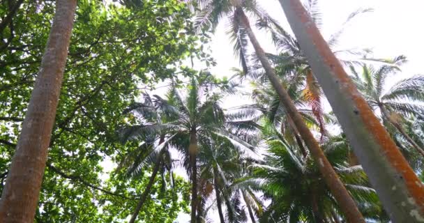 Pálmafákkal, trópusi napos időjárás, kék sky - Felvétel, videó