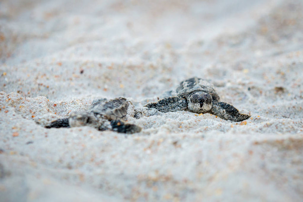 Baba tengeri teknősök, hogy az utat le a vizet, kelés után - Fotó, kép