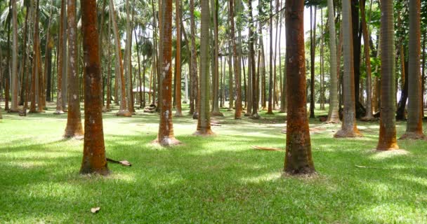 Palmuja, aurinkoinen trooppinen loma sää, vihreä ruoho kookos hedelmäpuita metsässä rungot
 - Materiaali, video