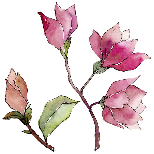 Flor de magnólia de flor silvestre em um estilo aquarela isolado
. - Foto, Imagem